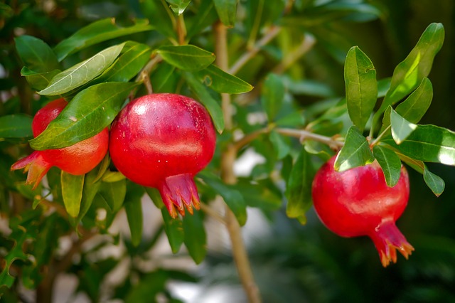 Pomegranate in hindi