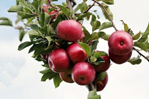 apples in hindi