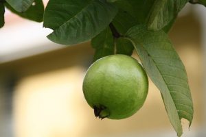guava in hindi
