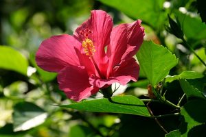 hibiscus in hindi