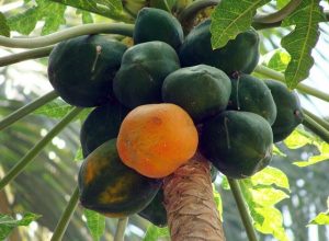 papaya in hindi