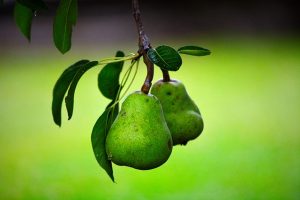 pear in hindi