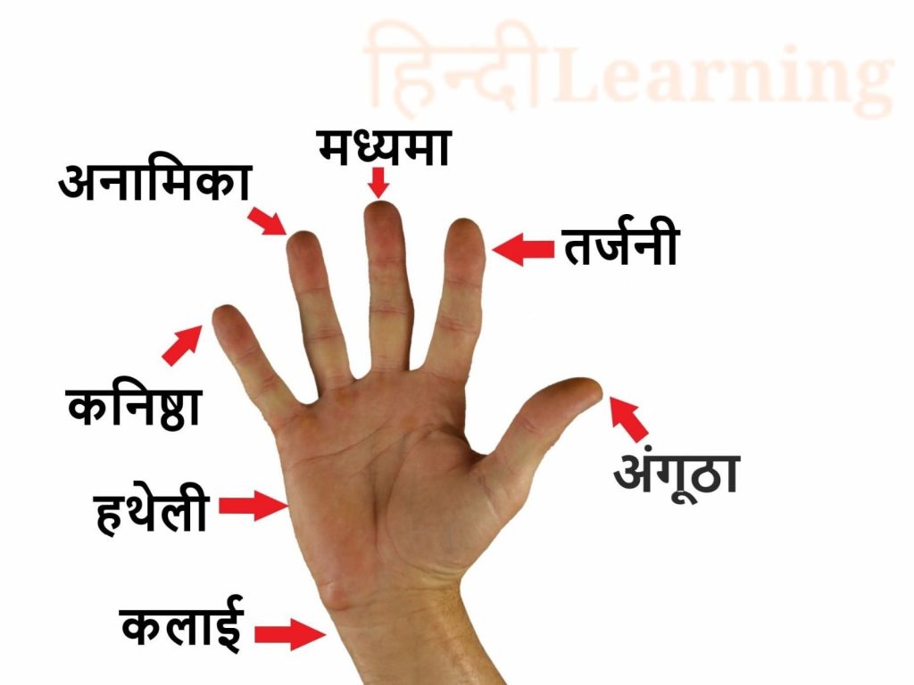 Fingers Name in Hindi